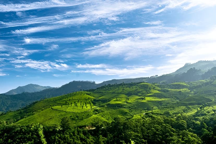 Day 1 Arrival in Cochin - Munnar (4.5 hrs)