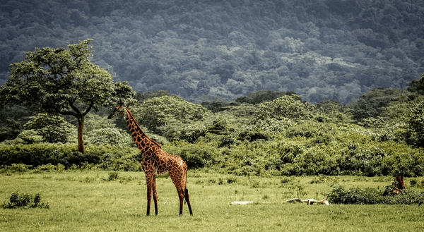 Day 1 – Arrival in Arusha